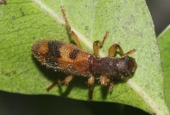 Cymatodera balteata