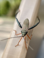 Notobitus sexguttatus