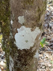 Phlyctis boliviensis