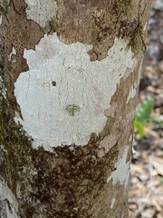 Phlyctis boliviensis