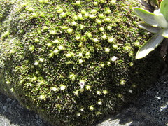 Veronica pulvinaris