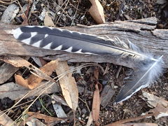 Cacomantis flabelliformis