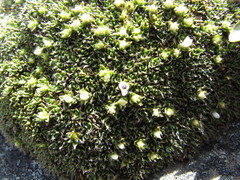 Veronica pulvinaris