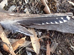 Cacomantis flabelliformis