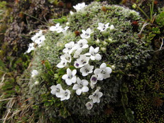 Veronica pulvinaris
