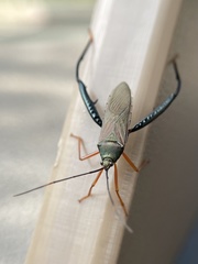 Notobitus sexguttatus