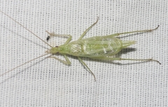 Oecanthus celerinictus