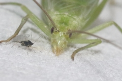 Oecanthus celerinictus