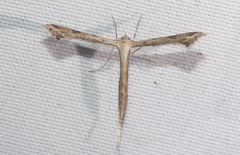 Stenoptilodes taprobanes
