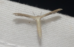 Exelastis montischristi