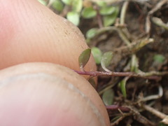 Lobelia ionantha
