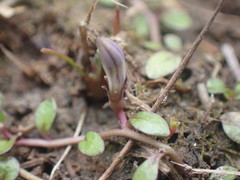 Lobelia ionantha
