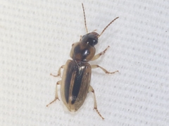 Stenolophus binotatus