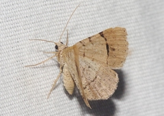 Frederickia flaviterminata