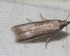 Tampa dimediatella