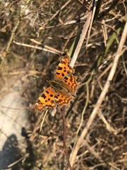 Polygonia c-album