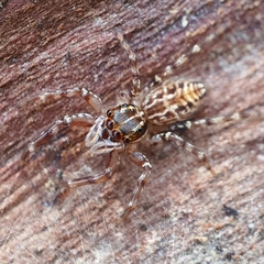 Adoxotoma nodosa