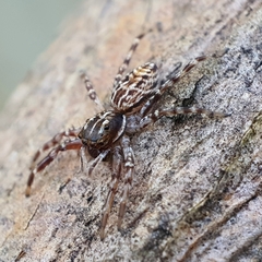 Adoxotoma nodosa