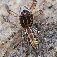 Adoxotoma nodosa