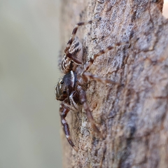 Adoxotoma nodosa