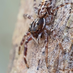 Adoxotoma nodosa