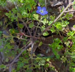 Nemophila pulchella