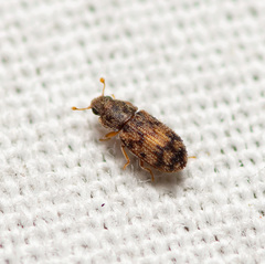 Synchita parvula