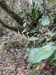 Pleurothallis phalangifera