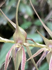 Pleurothallis phalangifera