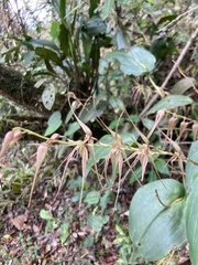 Pleurothallis phalangifera