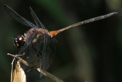 Orthemis attenuata