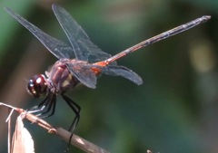 Orthemis attenuata