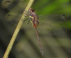 Orthemis attenuata