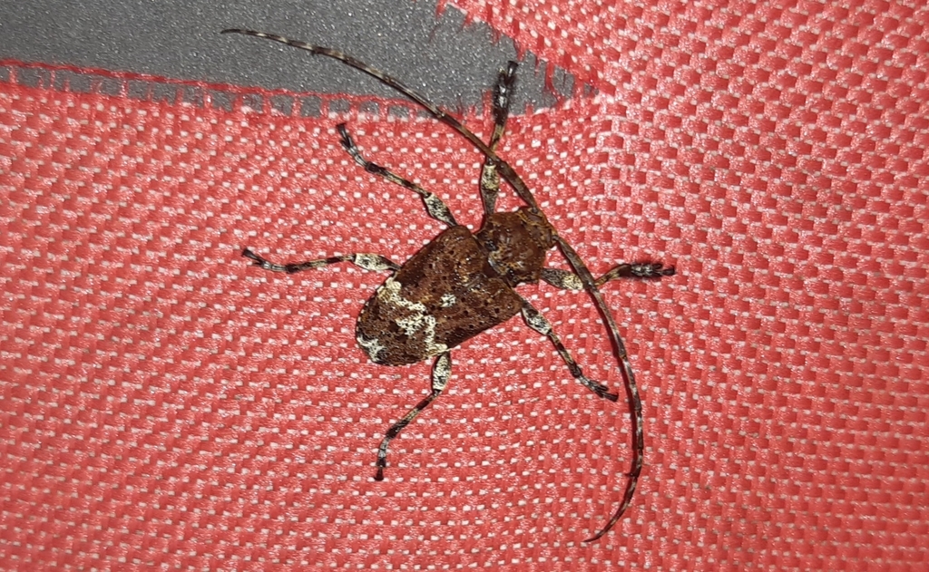 Lagocheirus praecellens