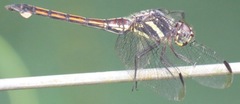 Orthemis attenuata