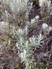 Linochilus rosmarinifolius