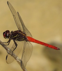 Orthemis biolleyi
