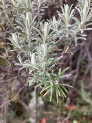 Linochilus rosmarinifolius