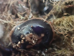 Arthurdendyus triangulatus