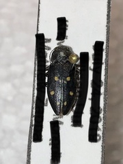 Phaenops guttulata