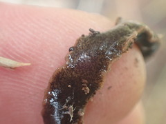 Arthurdendyus triangulatus