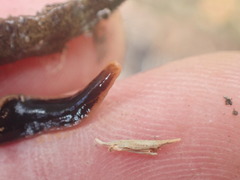 Arthurdendyus triangulatus