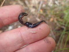 Arthurdendyus triangulatus