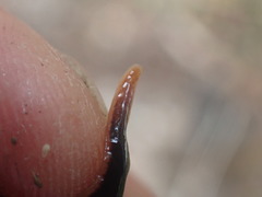 Arthurdendyus triangulatus