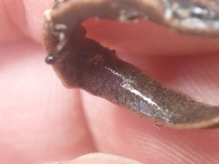 Arthurdendyus triangulatus