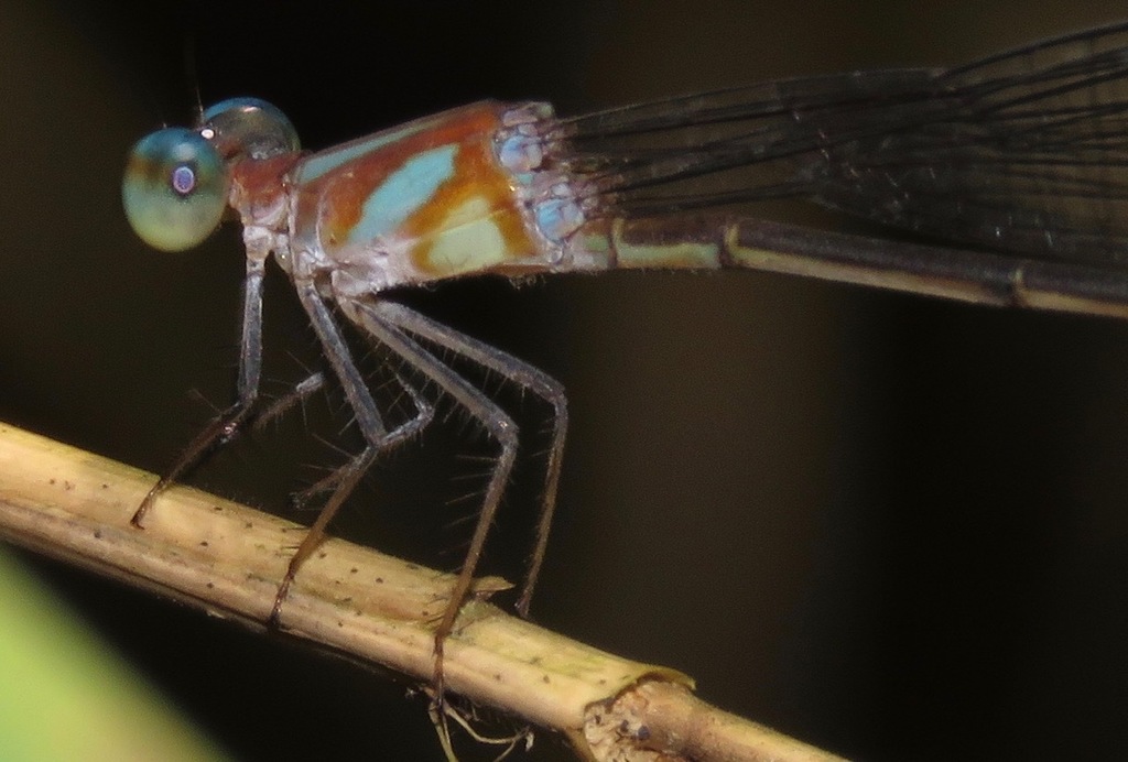 Phoenicagrion flammeum