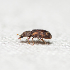 Synchita parvula