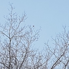 Falconiformes