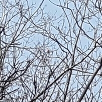 Falconiformes