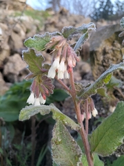 Symphytum brachycalyx